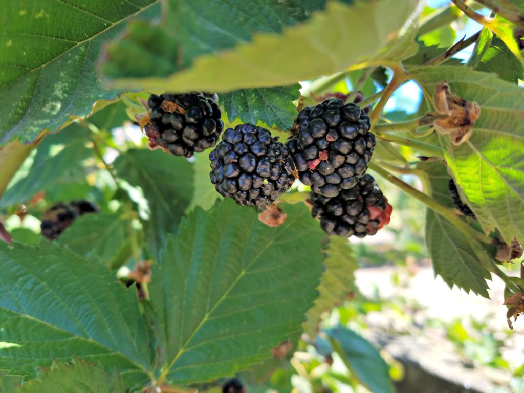 Oregon Garden | Meemaw Eats