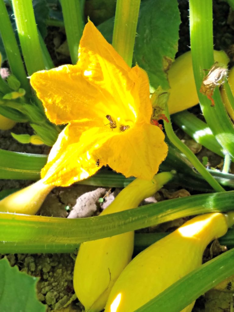 Oregon Garden | Meemaw Eats