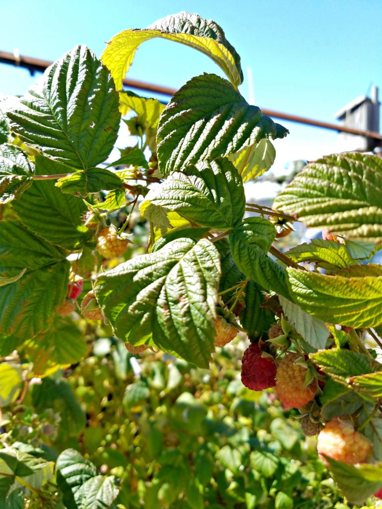 Oregon Garden | Meemaw Eats