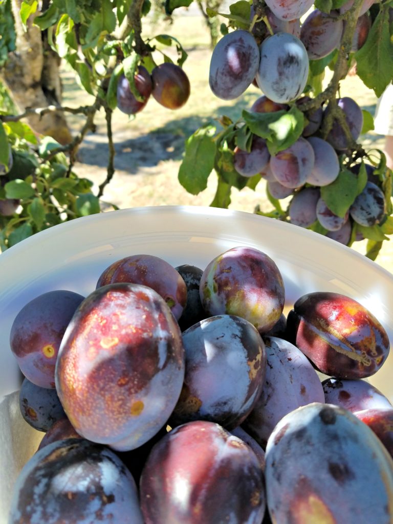 Oregon Garden | Meemaw Eats