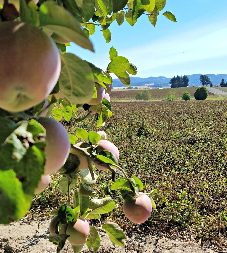 Oregon Garden | Meemaw Eats