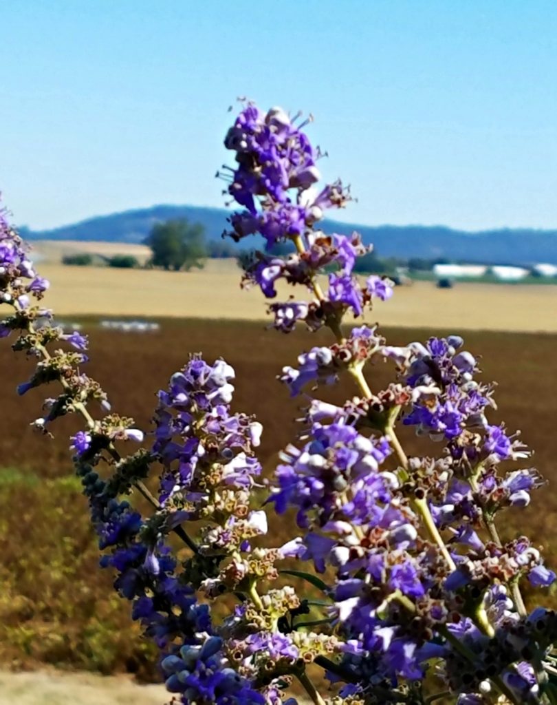 Oregon Garden | Meemaw Eats