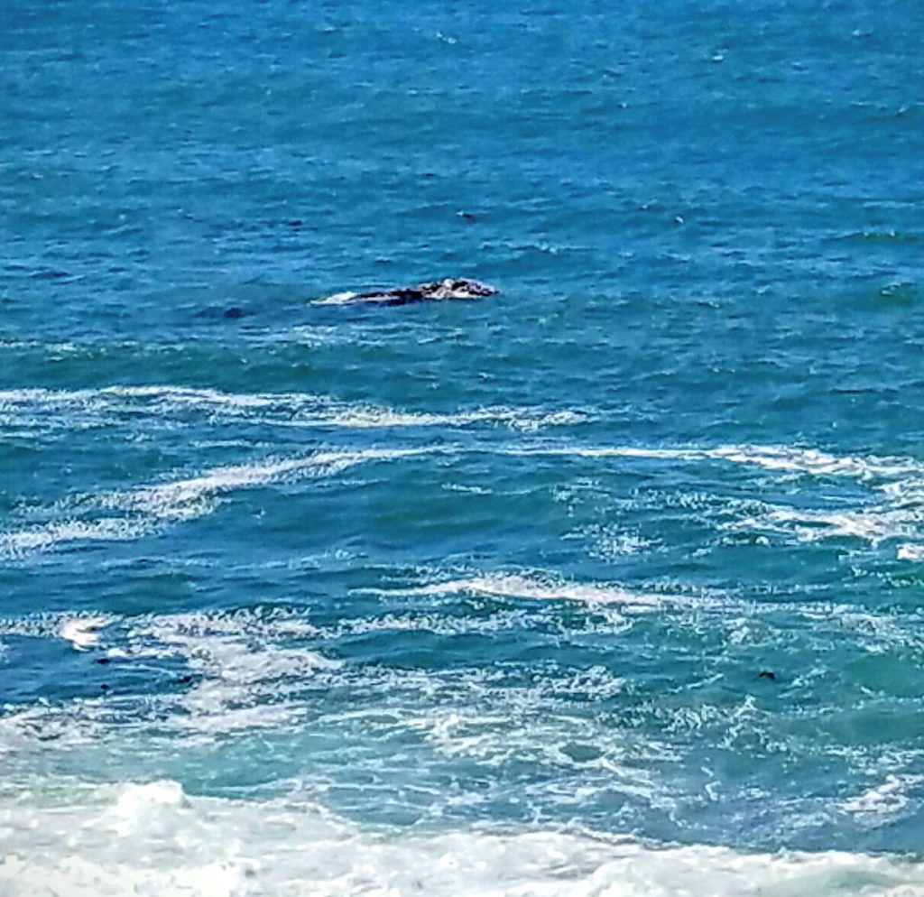 Depoe Bay and Whales | Meemaw Eats