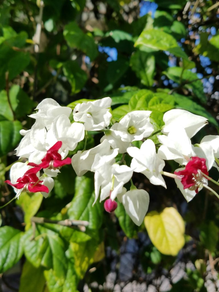 Christmas Flowers | Meemaw Eats