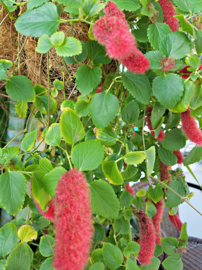 Christmas Flowers | Meemaw Eats