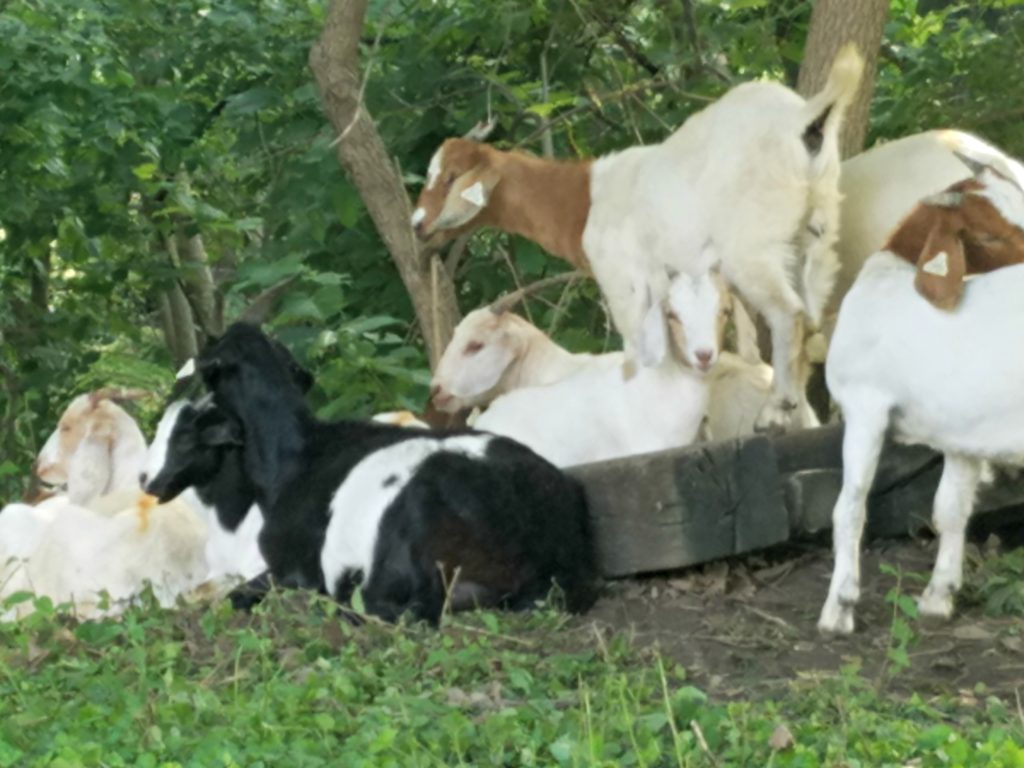 Goats On The Go | Meemaw Eats