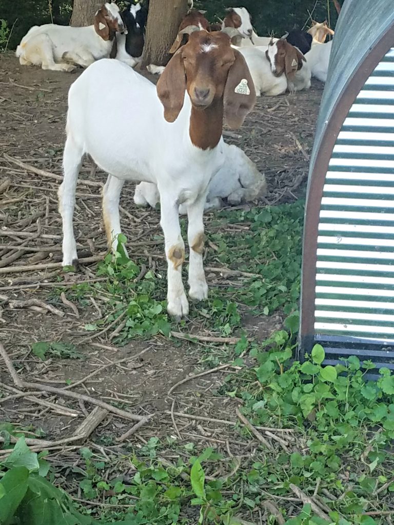 Goats On The Go | Meemaw Eats