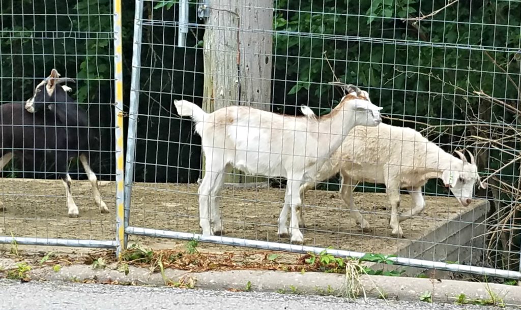 Goats On The Go | Meemaw Eats