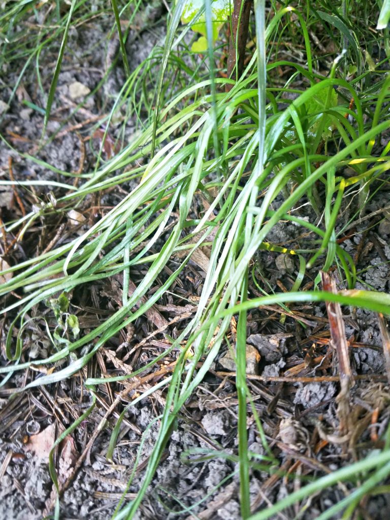 Safe Way To Kill Weeds | Meemaw Eats