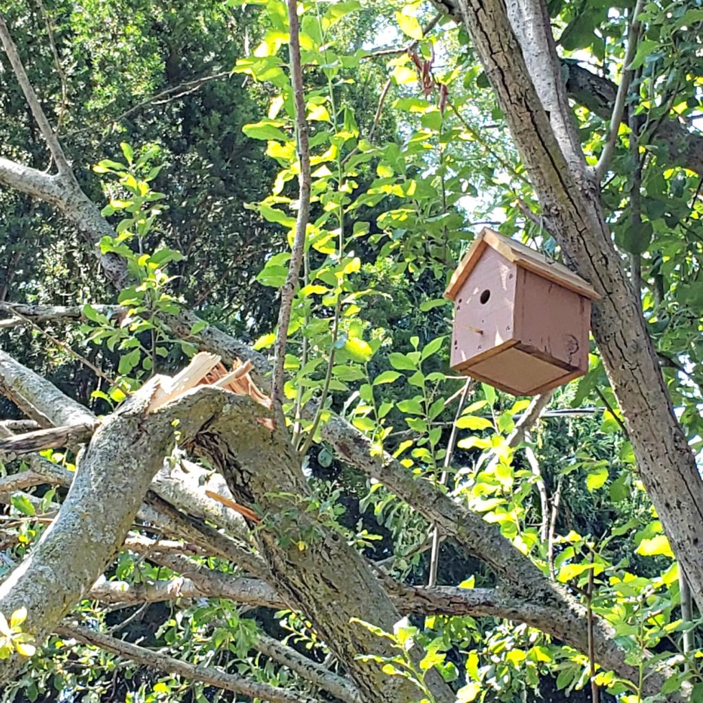 A powerful wind is Mother Nature's weapon, And yet it spared this tiny bird house.